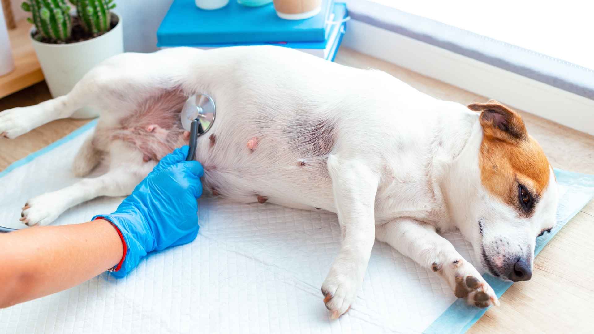 perro con sangre en la orina